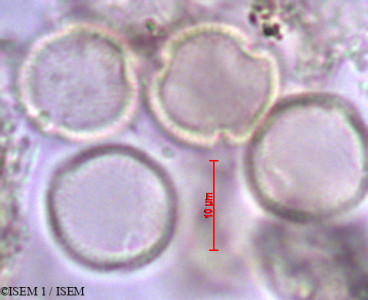 ISEM 1/Uncaria_pteropoda_27981/Uncaria_pteropoda_27981_0001(copy)_thumb.jpg